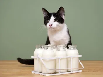 Are Cats Lactose Intolerant? Vet-Reviewed Facts & FAQ