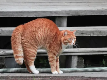 Why Do Cat’s Tails Puff Up? 4 Vet-Approved Reasons
