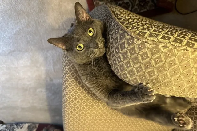 How Odd Behavior Defines Felines: Olga's Strange Ways