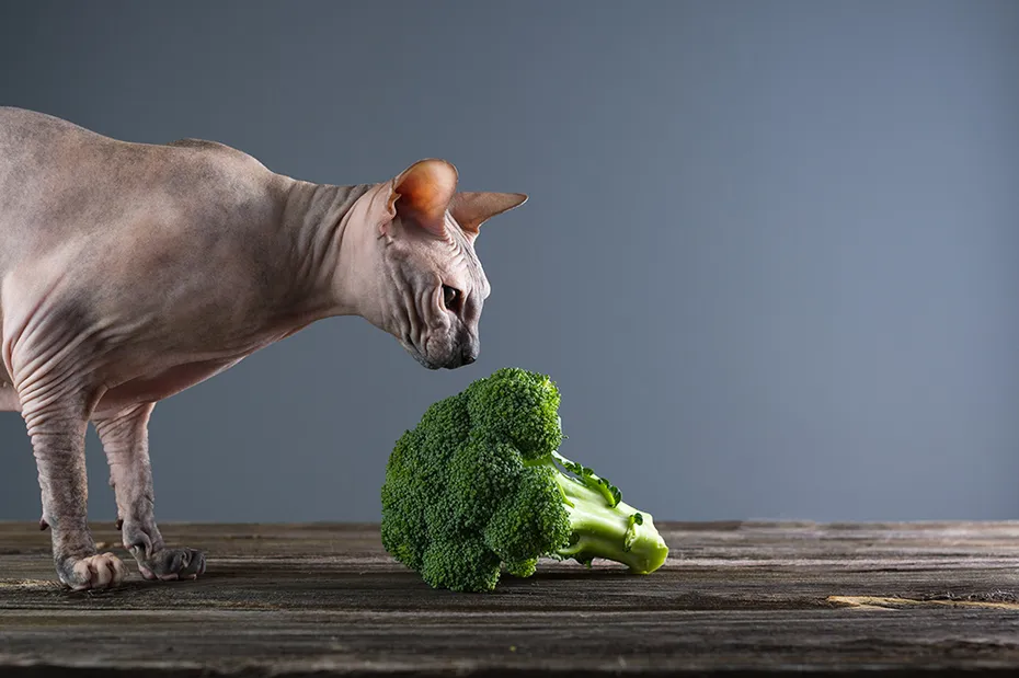sphynx cat sniffing the broccoli