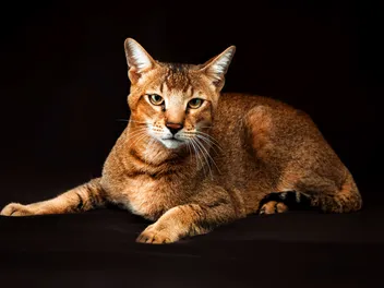 Chausie Cat Breed Info: Traits, Personality & Pictures