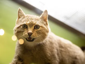 Cats and Taxidermy: We Interview a Taxidermist About Pet Preservation