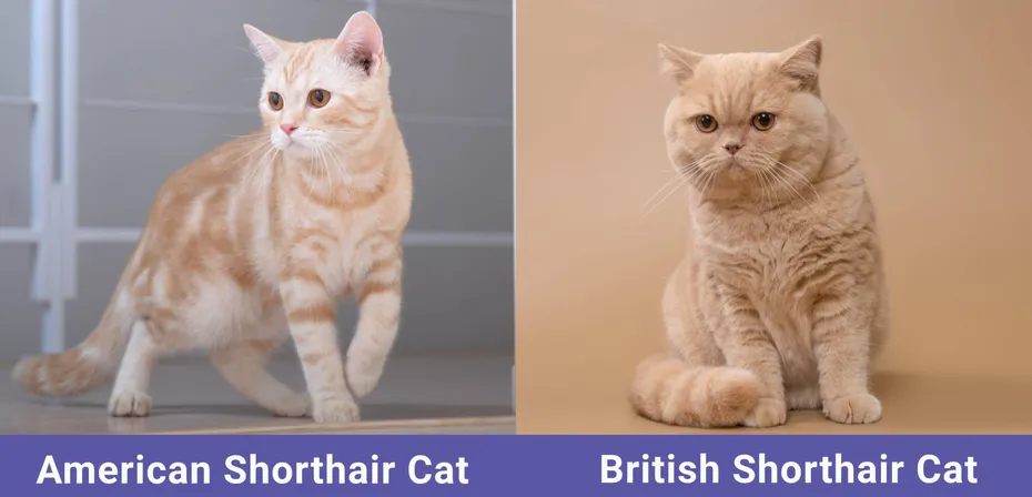 side by side American Shorthair VS British Shorthair Cat