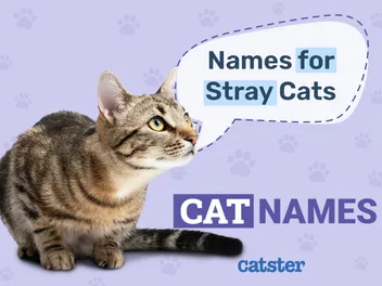 190 Stray Cat Names: Unique Options for Your New Friend
