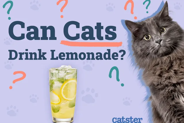 Can Cats Drink Lemonade? Vet Reviewed Health Risks & FAQ