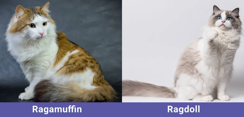 side by side Ragamuffin VS Ragdoll