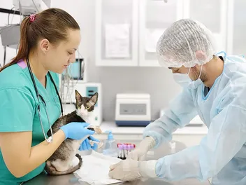 5 Reasons to Get Pre-Anesthetic Bloodwork for Your Cat (Vet Answer)