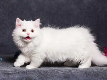 White Munchkin Cat: Info, Pictures, Facts & History
