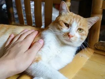 Cognitive Dysfunction in Cats (CDS): Causes, Signs & Treatment (Vet Answer)