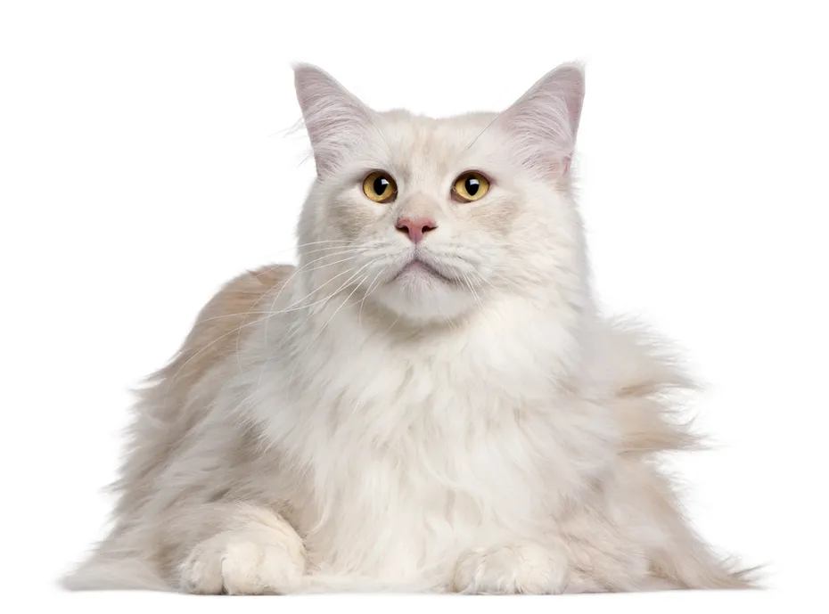 Maine Coon cat, 3 years old, in front of white background