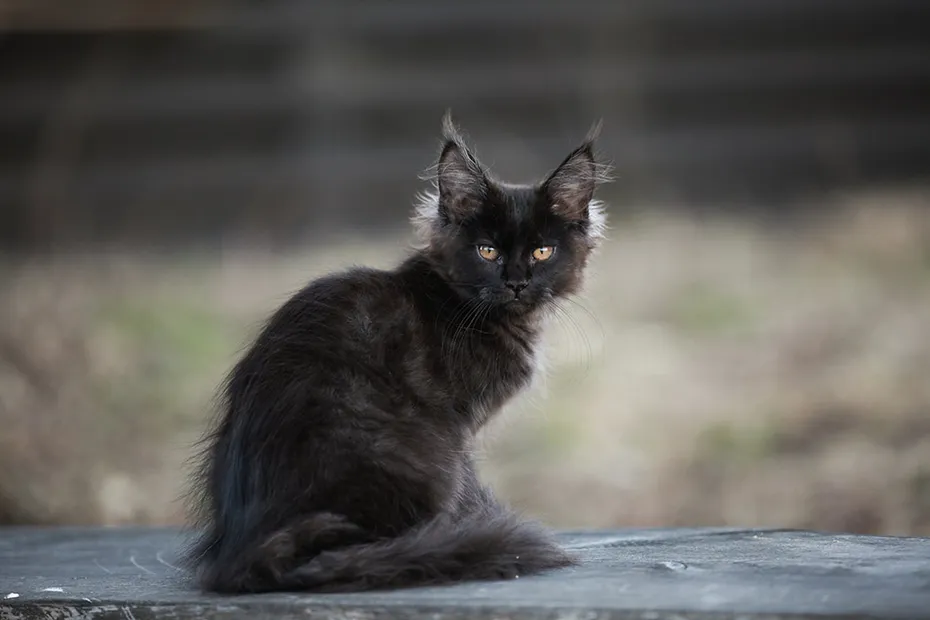 Black maine coon kitten sitting outdoor
