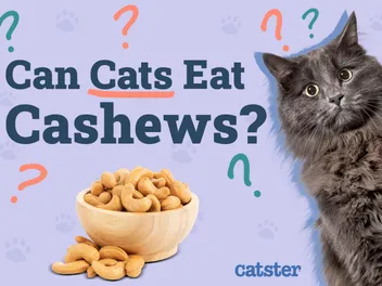 Can Cats Eat Cashews? Vet Approved Facts & FAQ