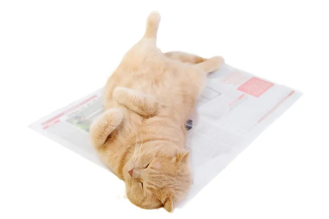 Why Do Cats Like to Sit on Paper? Our Vet Explores 4 Likely Reasons