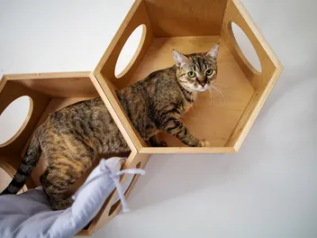 10 DIY Cat Climbing Wall Plans for Your House (With Pictures)