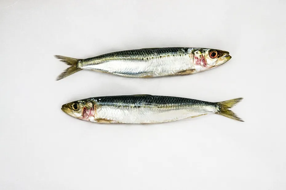 two pieces of sardines