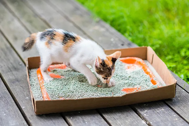 What Is the Worst Cat Litter Type? Considerations & Advice (Vet-Reviewed)