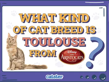 What Kind of Cat Breed is Toulouse from The Aristocats? Disney Felines Explained