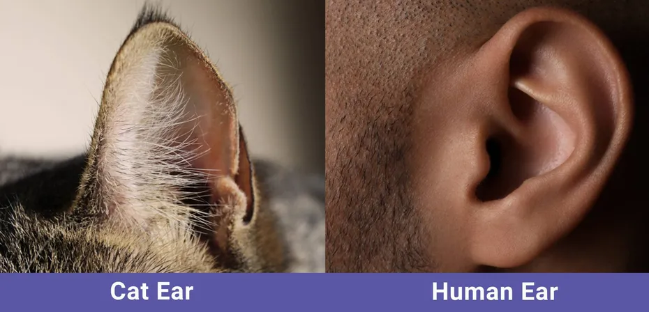 side by side Cat VS Human ear