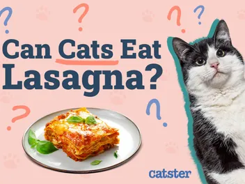 Can Cats Eat Lasagna? Vet-Approved Nutritional Facts