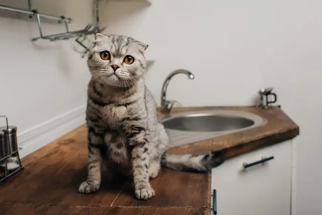 My Cat Drank Bleach! Here’s What to Do (Vet Answer)