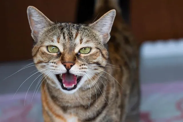 Why Do Cats Have Black Lips? How This Trait Evolved