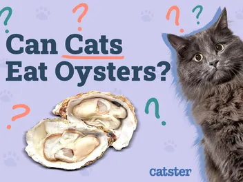 Can Cats Eat Oysters? Vet-Reviewed Facts & FAQ