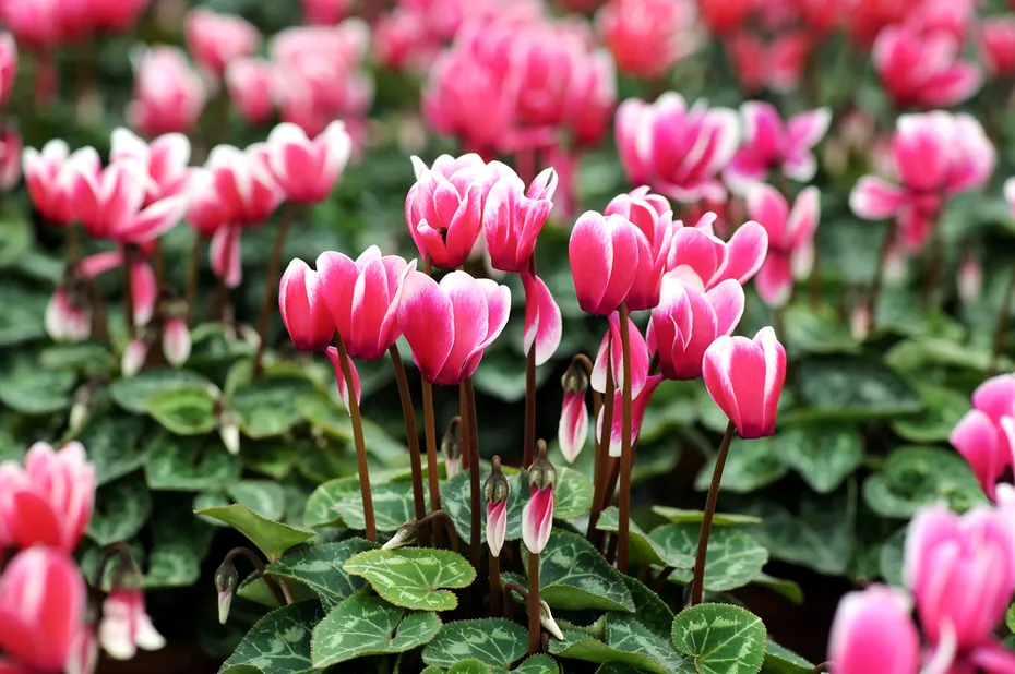 cyclamen flowers