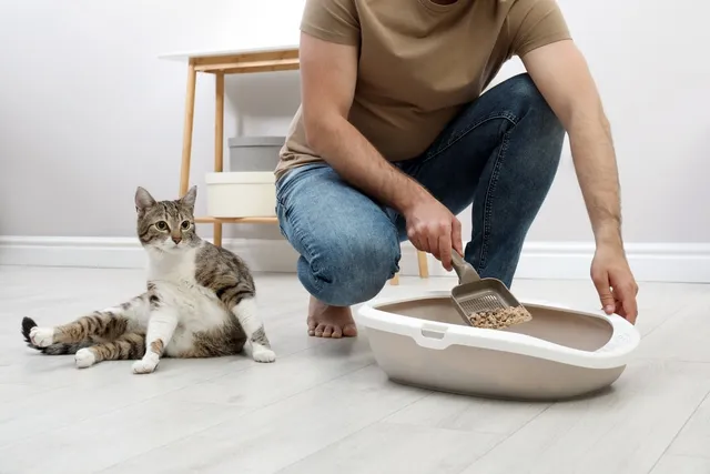 Is Cat Pee Toxic or Can It Make You Sick? Vet Verified Health Facts & FAQ