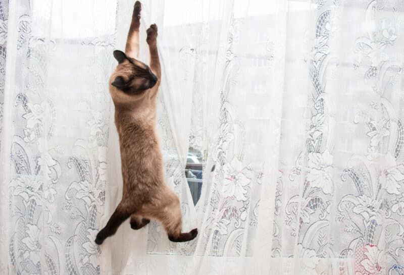 How to Stop Your Cat From Climbing the Curtains: 11 Vet-Reviewed Ways