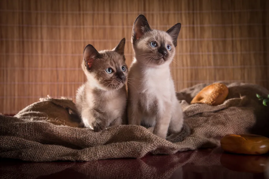Tonkinese kittens