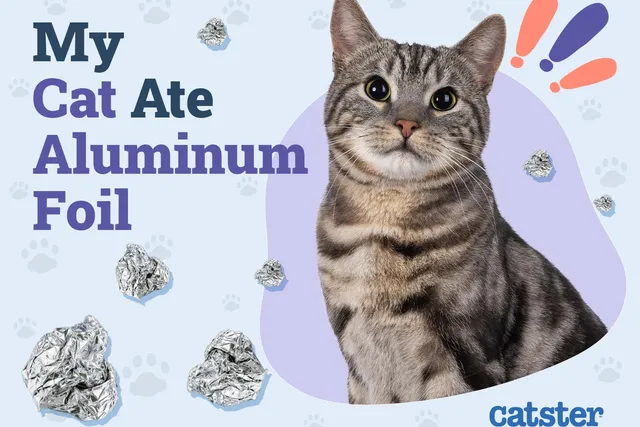 My Cat Ate Aluminum Foil, What to Do: Vet Approved Facts & FAQ