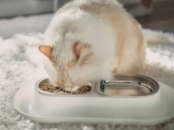 9 Best Whisker Relief Cat Bowls for Cats in 2026 - Reviews & Top Picks