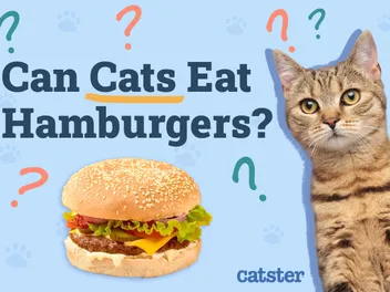 Can Cats Eat Hamburgers? Vet-Approved Feline Treats