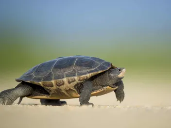 Do Cats Eat Turtles? Vet Approved Facts & Concerns