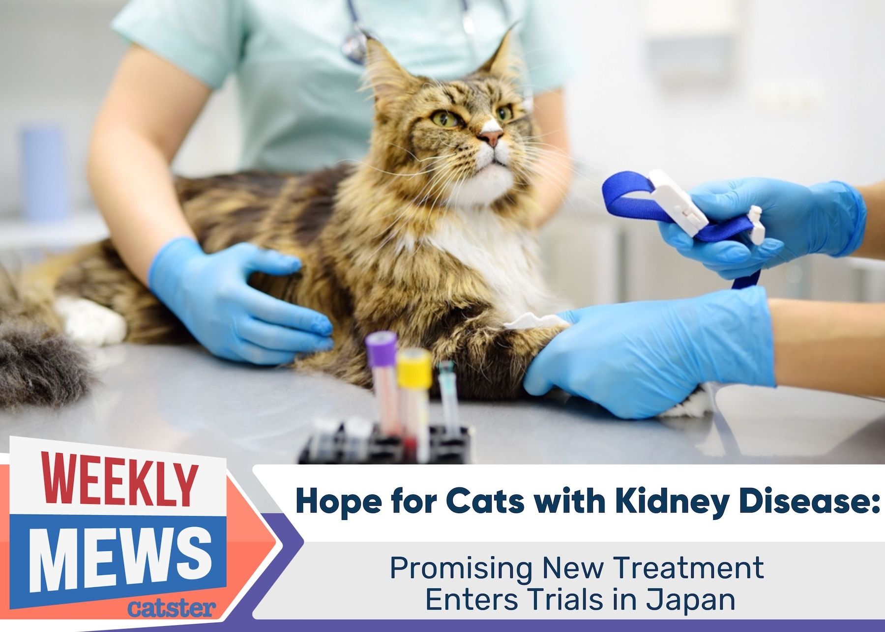 Promising new kidney disease treatment for cats_Weekly Mews