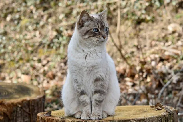 Why Do Cats Run Away? 10 Common Reasons for This Behavior