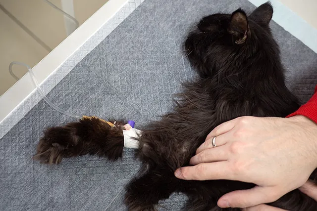 Should I Euthanize My Cat With Diabetes? Vet-Reviewed Facts & FAQ