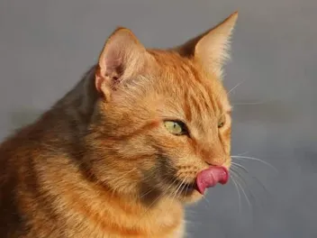Why Does My Cat Lick the Wall? 5 Vet-Reviewed Reasons for This Behavior