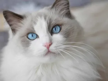 Do Cats Have Eyelashes? Vet-Reviewed Anatomy Facts & Conditions