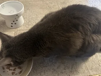 Taking Care of a Picky Cat: How Olga’s Eating Habits Have Changed