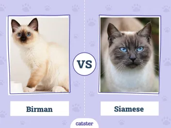 Birman vs Siamese Cat: Main Differences (With Pictures, Vet-Reviewed)