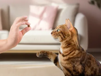 How to Teach a Cat Their Name: 12 Vet-Verified Tips