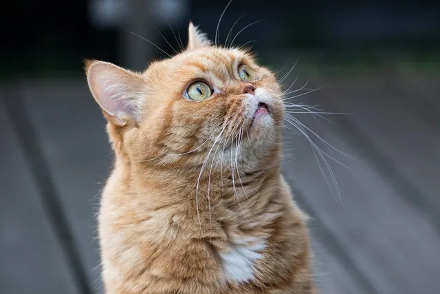 Cat Losing Whiskers: Is It Normal & Should I Worry? Vet-Reviewed Facts
