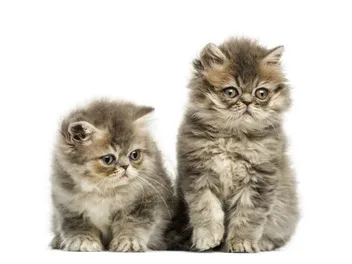 Persian Kittens for Sale in Tennessee: Breeders List 2026