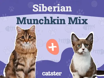 Siberian Munchkin Cat Mix: Info, Pictures, Temperament & Traits
