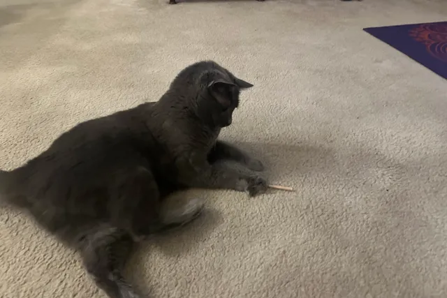 When Toys Put Cats in a Trance: Olga’s Transformation