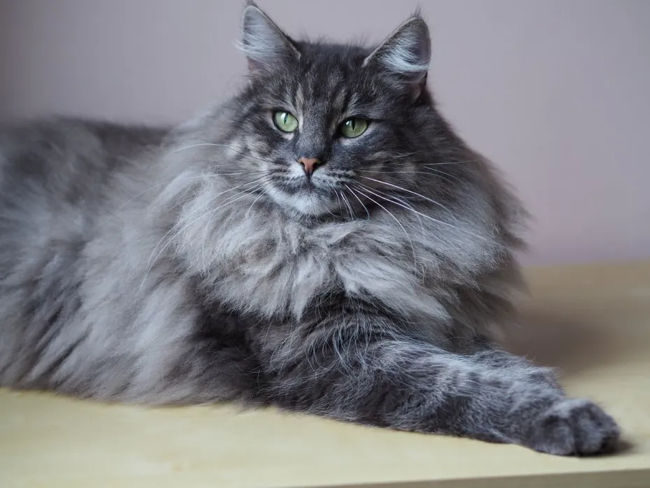 blue tabby norwegian forest cat up close