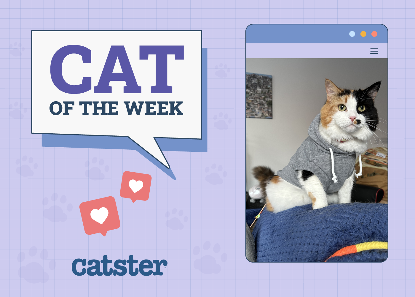 Catster Photo Contest: Cats of the Week Winners (Feb 27, 2025)