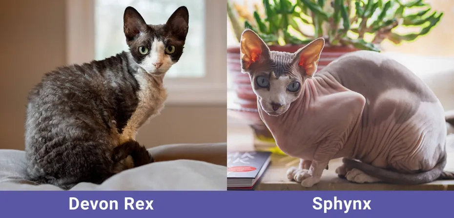side by side Devon Rex VS Sphynx