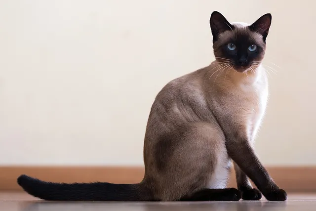 How Much Do Siamese Cats Cost? 2026 Price Guide